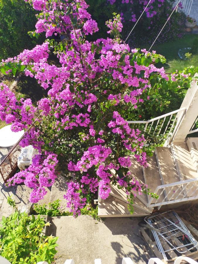 Honey Bee Cavtat Apartman Kültér fotó