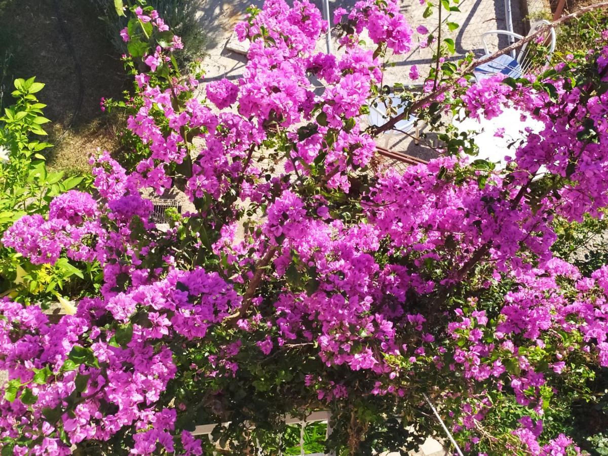 Honey Bee Cavtat Apartman Kültér fotó